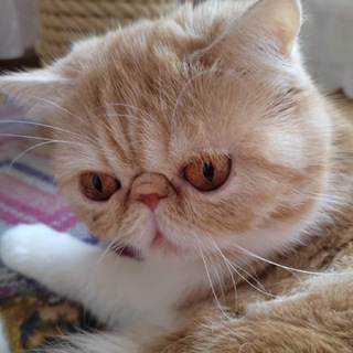 Telegram profile photo for Экзот на связи / Клуб котика Тиши