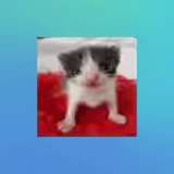 Telegram profile photo for ПЕРЕЕЗД
