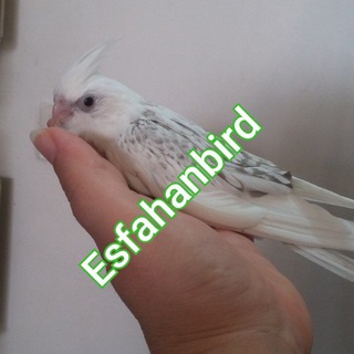 Telegram profile photo for 🍁🍁عروس هلندی🍁🍁