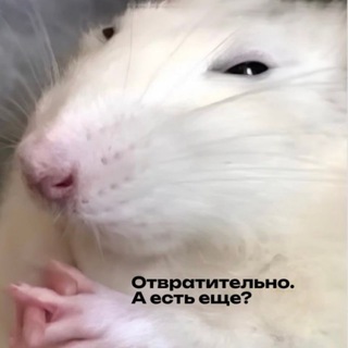 Telegram profile photo for romanvht ворует гифки