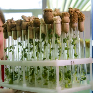 Telegram profile photo for SibBiotech