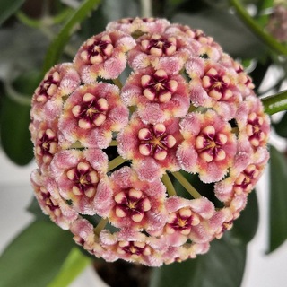 Telegram profile photo for Продажа растений by DG_Plants