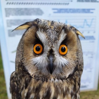 Telegram profile photo for Фрингилла