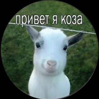 Telegram profile photo for алиса, а не коза