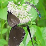 Telegram profile photo for ᬼ꙰҈꙰҈̥̤̥̤̥̤̥🦋مشاعره پروانه ها⚘꙰𝄠🦋࿐✾~🍃🧚♀