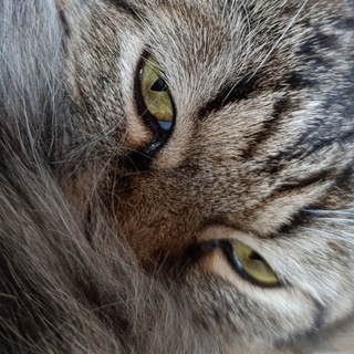 Telegram profile photo for suboff