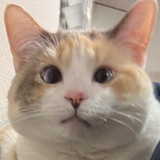 Telegram profile photo for Utara.