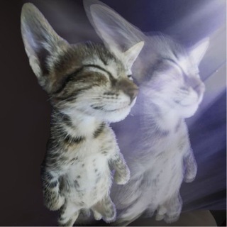 Telegram profile photo for miu miu 🐱