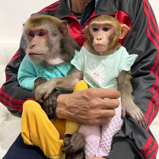 Telegram profile photo for Обезьянки Гоша и Маруся