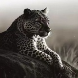 Telegram profile photo for Trending view🗿