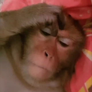 Telegram group profile photo for Monkey Trade Chat