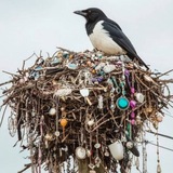 Telegram profile photo for Гнездо Сороки