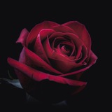Telegram profile photo for 🌹Rose's Vouches 🌹