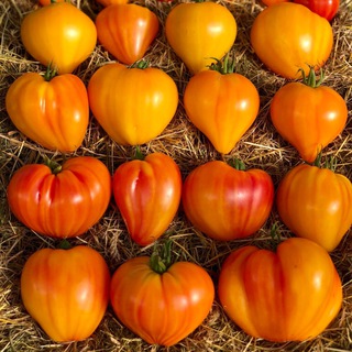 Telegram profile photo for Tomato_flavor