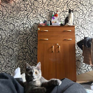 Telegram profile photo for В армии ( С 27.04.2026)