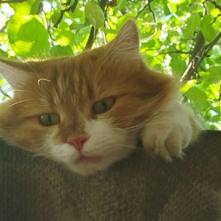 Telegram profile photo for Лис