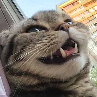 Telegram profile photo for Подвал Abaldui4ik (50+ rews)