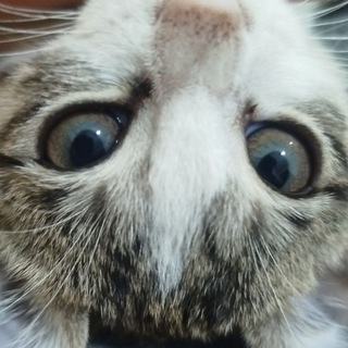 Telegram profile photo for خانوم کیتی