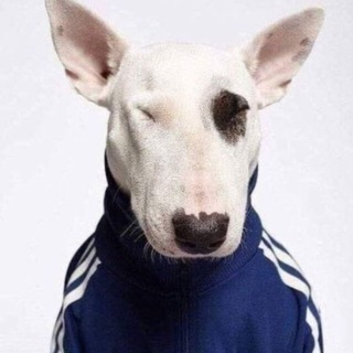 Telegram profile photo for cloudhaze #marmeladsquad