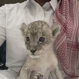 Telegram profile photo for عين