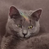 Telegram profile photo for (Рест на життя,хд)Хіккі та її життя;)