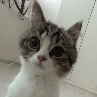 Telegram profile photo for шо шо шо? 4шо!