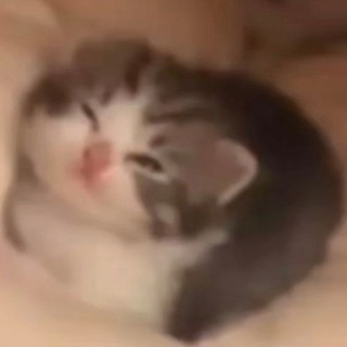 Telegram profile photo for Шмыглево царствие