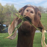 Telegram profile photo for The Escape Goat