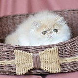 Telegram profile photo for рест Пожиратель галактики