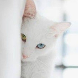 Telegram profile photo for БЕЛАЯ КОШКА/Эзотерика/Психология/Таро/ Приметы🙃