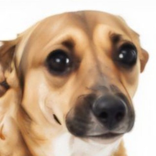 Telegram profile photo for VISS/draw