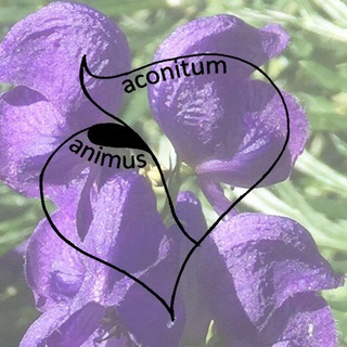 Telegram profile photo for aconitumanimus