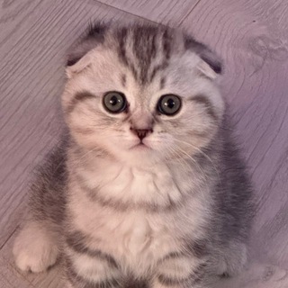 Telegram group profile photo for тусовка симакса