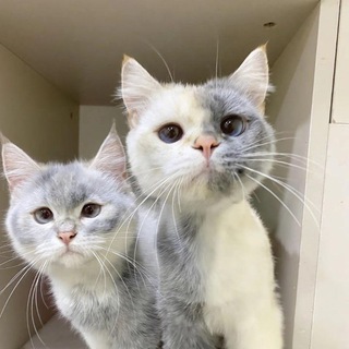 Telegram profile photo for Два Кота🐾Квизы