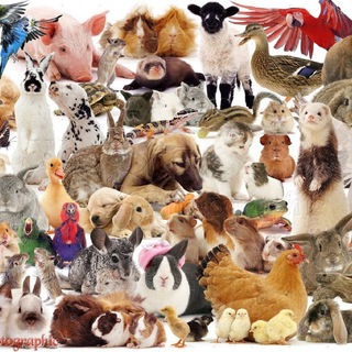 Telegram profile photo for Simplypet's- ציוד לחיות וטיולי שטח מחו״ל