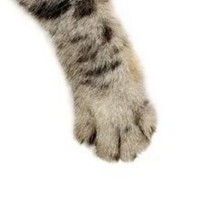 Telegram profile photo for Переходник на каналы свина
