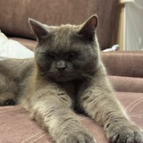 Telegram profile photo for Ссылки на соцсети chainstekk