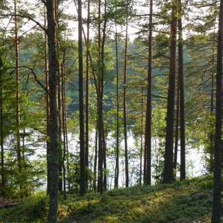 Telegram profile photo for Зелёный Запад Севера
