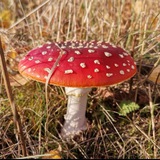 Telegram profile photo for ALLES KOMMT ANS LICHT☀️KANAL🦋🕊️🌿