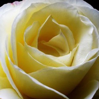 Telegram group profile photo for White Rose Suffolk