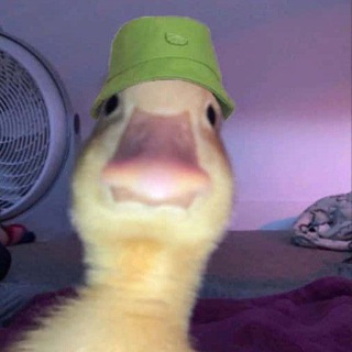 Telegram profile photo for The meme