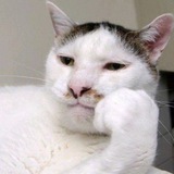 Telegram profile photo for Студеникина