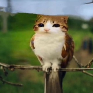 Telegram profile photo for ariizone