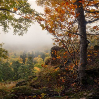 Telegram profile photo for cottagecore home