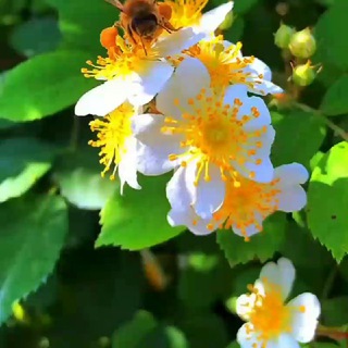 Telegram profile photo for ๐ก๐๐ง๐จ๐ฅ๐๐ญ๐ ๐๐๐๐ข๐ฅ๐๐๐ As maravilhas da Natureza ๐ฟ