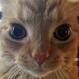 Telegram profile photo for Daily pisello