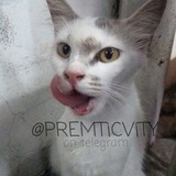 Telegram profile photo for warranty@premticvity.com