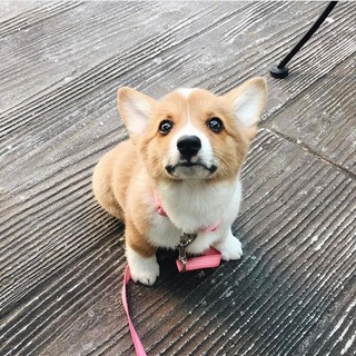 Telegram profile photo for http://lacost.net/ дешевый магазин аккакнтов ВК