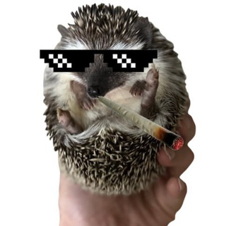 Telegram profile photo for Shrub Memes 🦔🎨