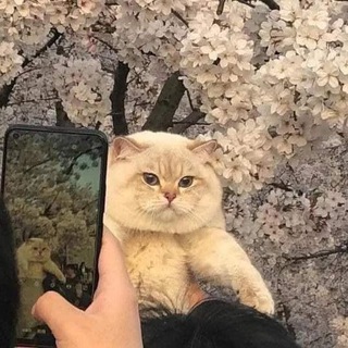 Telegram profile photo for Japamazing • Японська для котиків 😸